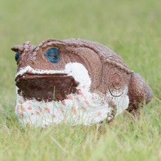 Wildcrete Cane Toad